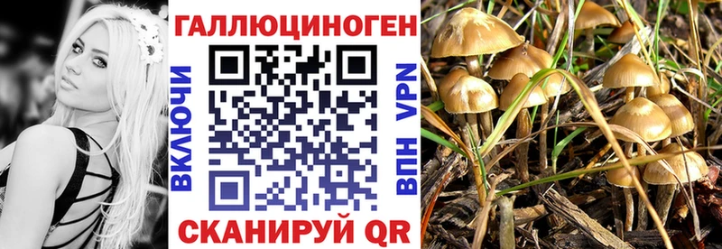 Купить где  Кяхта  Галлюциногенные грибы Psilocybine cubensis 